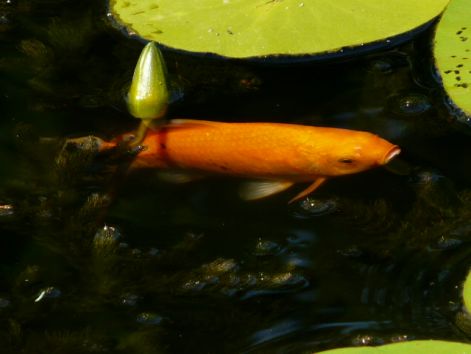 narancssárga koy ponty