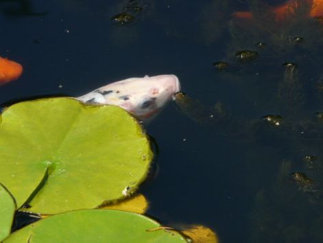 fehér-fekete foltos koy