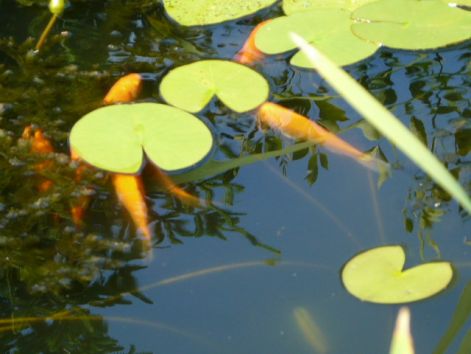 narancssárga koy pontyok