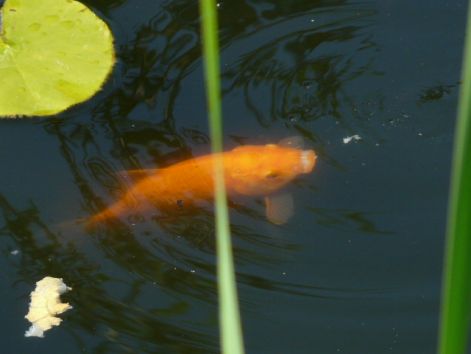 narancssárga koy ponty