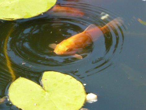 narancssárga koy ponty