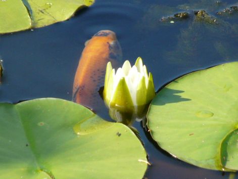 narancssárga-fekete foltos koy